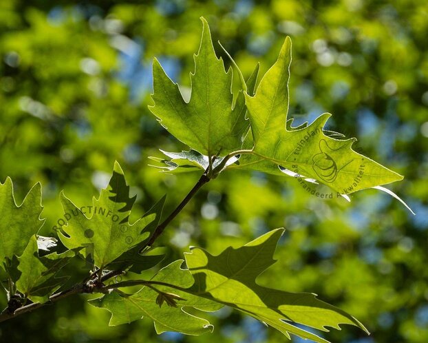 Platanus 'Alphen's Globe' - 180 cm stam