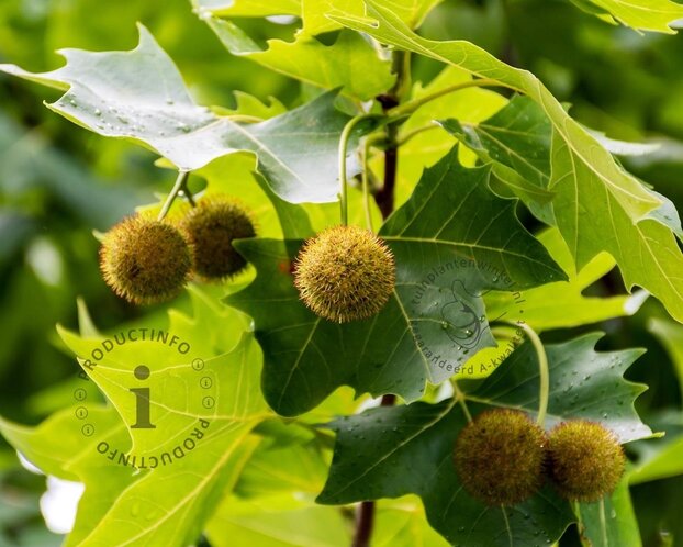 Platanus 'Alphen's Globe' - 180 cm stam