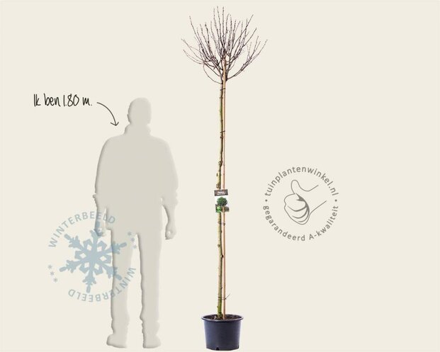 Platanus 'Alphen's Globe' - 180 cm stam