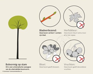 Platanus 'Alphen's Globe' - 180 cm stam