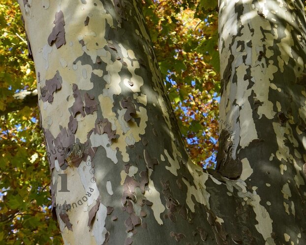 Platanus 'Alphen's Globe' - 225 cm stam