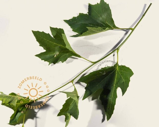 Platanus 'Alphen's Globe' - 225 cm stam