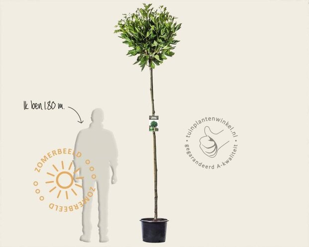 Platanus 'Alphen's Globe' - 200 cm stam