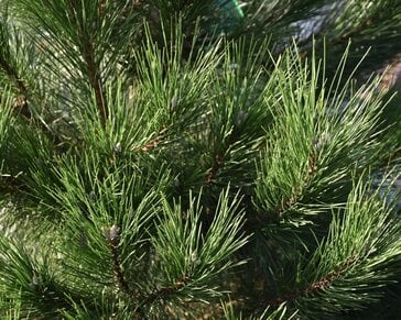 Pinus nigra subsp. nigra