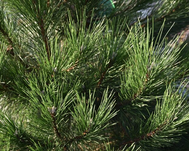 Pinus nigra subsp. nigra