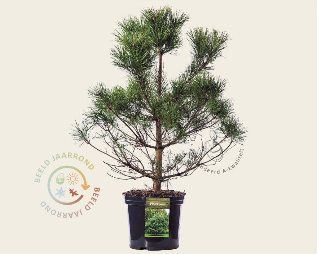 Pinus sylvestris