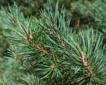 Pinus sylvestris
