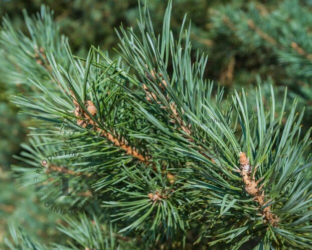 Pinus sylvestris