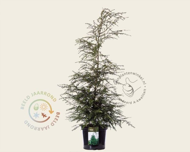 Tsuga canadensis