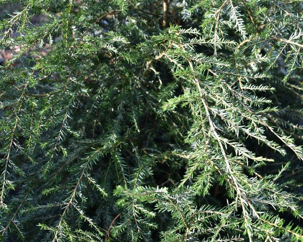 Tsuga canadensis