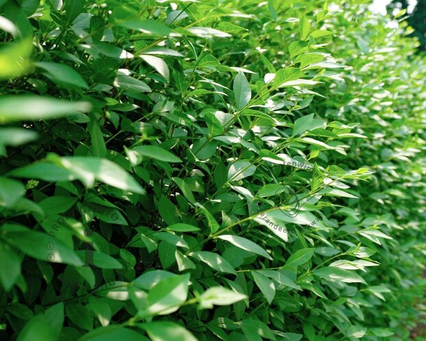 Ligustrum vulgare 'Atrovirens'