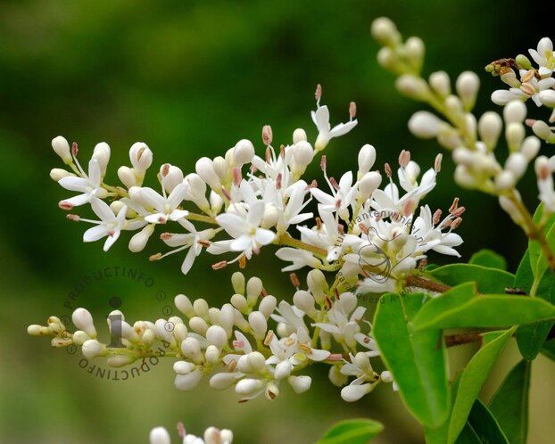 Ligustrum vulgare 'Atrovirens'