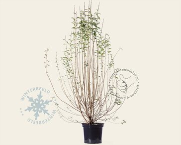 Ligustrum vulgare 'Atrovirens'
