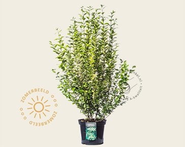 Ligustrum ovalifolium 'Aureum'