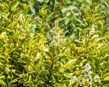 Ligustrum ovalifolium 'Aureum'