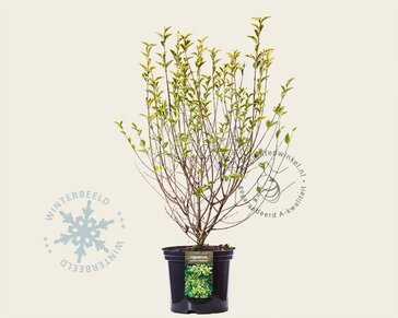 Ligustrum ovalifolium 'Aureum'
