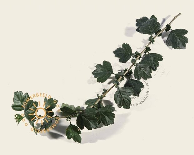 Crataegus laevigata 'Paul's Scarlet' - op stam