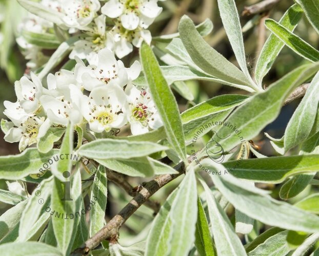 Pyrus salicifolia 'Pendula' - beveerd