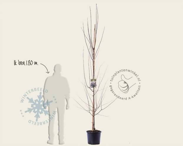 Prunus cerasifera 'Nigra' - beveerd