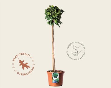 Ginkgo biloba 'Mariken' - op stam
