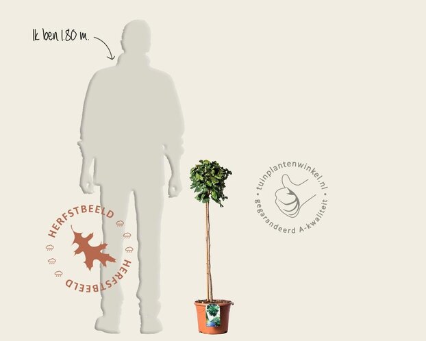 Ginkgo biloba 'Mariken' - op stam