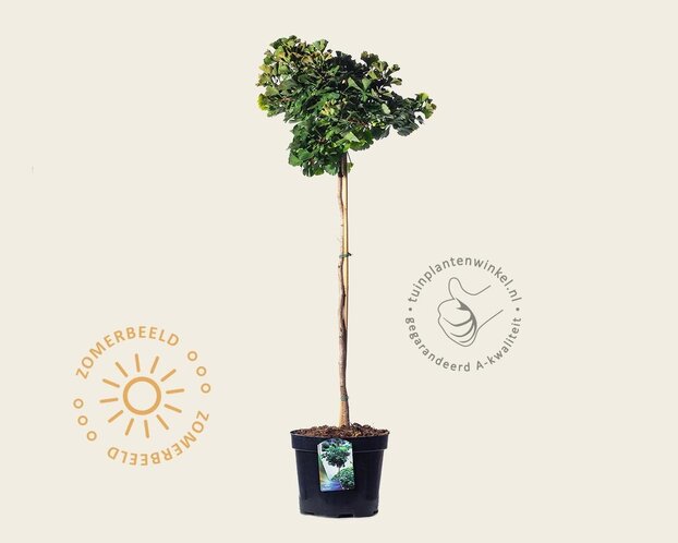 Ginkgo biloba 'Mariken' - op stam