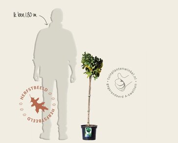 Ginkgo biloba 'Mariken' - op stam