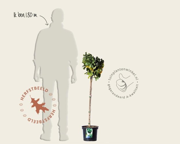 Ginkgo biloba 'Mariken' - op stam
