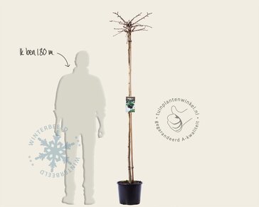 Ginkgo biloba 'Mariken' - op stam