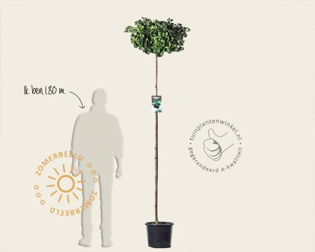 Ginkgo biloba 'Mariken' - op stam