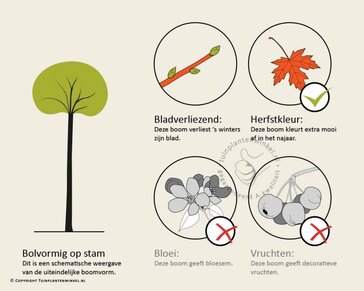 Ginkgo biloba 'Mariken' - op stam