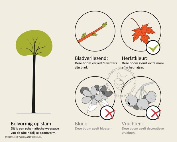 Ginkgo biloba 'Mariken' - op stam