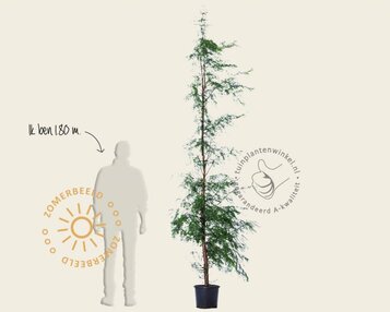 Metasequoia glyptostroboides - beveerd image