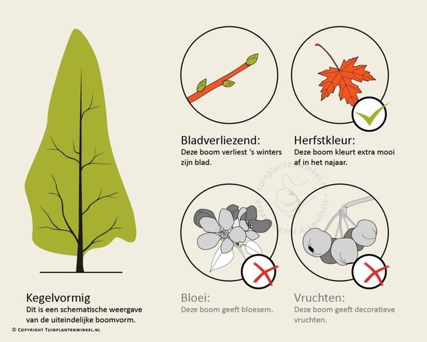 Metasequoia glyptostroboides - beveerd