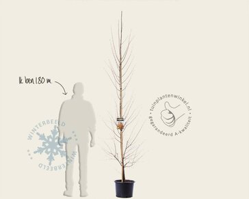 Cercidiphyllum japonicum - beveerd