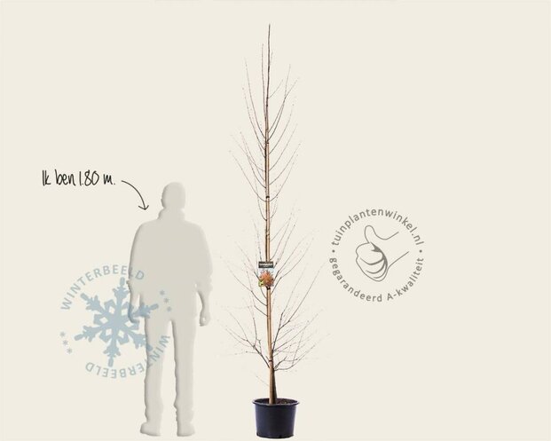 Cercidiphyllum japonicum - beveerd