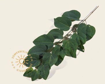 Cercidiphyllum japonicum - beveerd
