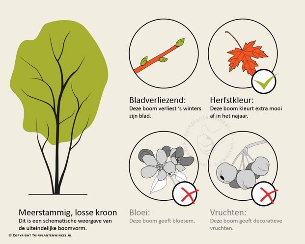 Cercidiphyllum japonicum - beveerd
