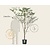 Cornus controversa