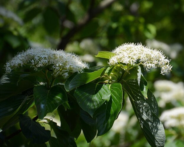 Cornus controversa