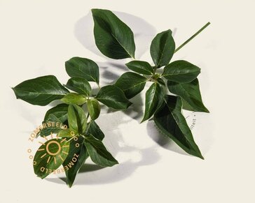Cornus controversa