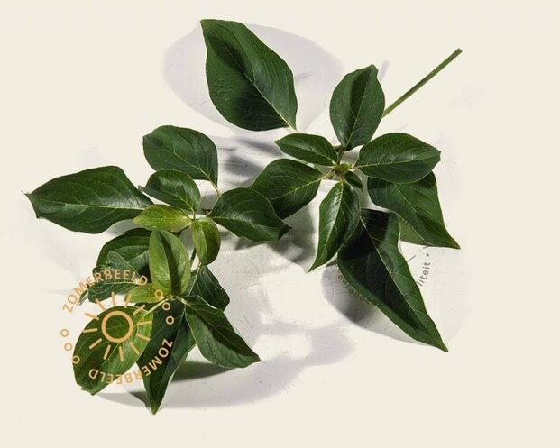 Cornus controversa