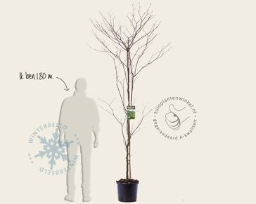 Cornus controversa