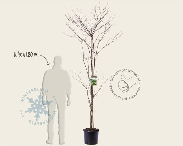 Cornus controversa