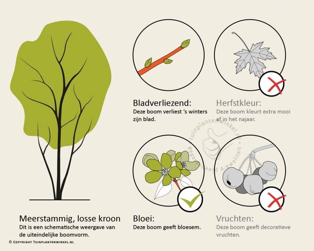 Cornus controversa