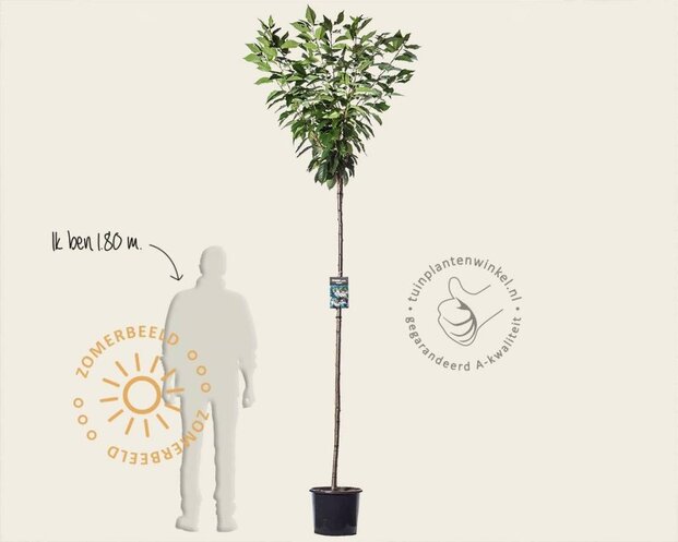 Prunus serrulata 'Kanzan' - 180 cm stam