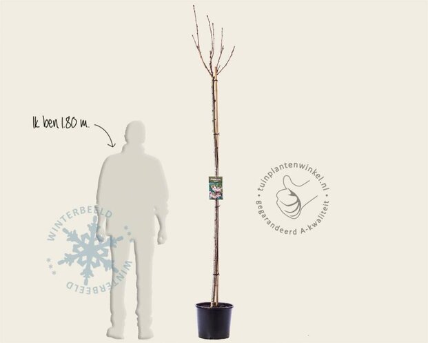 Prunus serrulata 'Kanzan' - 180 cm stam