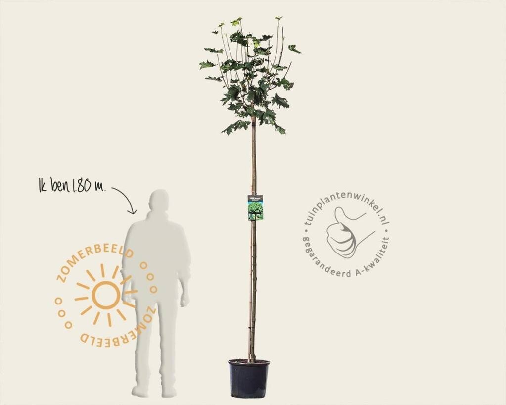 Acer platanoides 'Globosum' - 180 cm stam