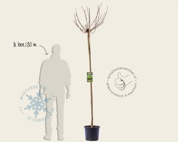 Acer platanoides 'Globosum' - 180 cm stam
