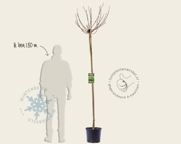 Acer platanoides 'Globosum' - 180 cm stam